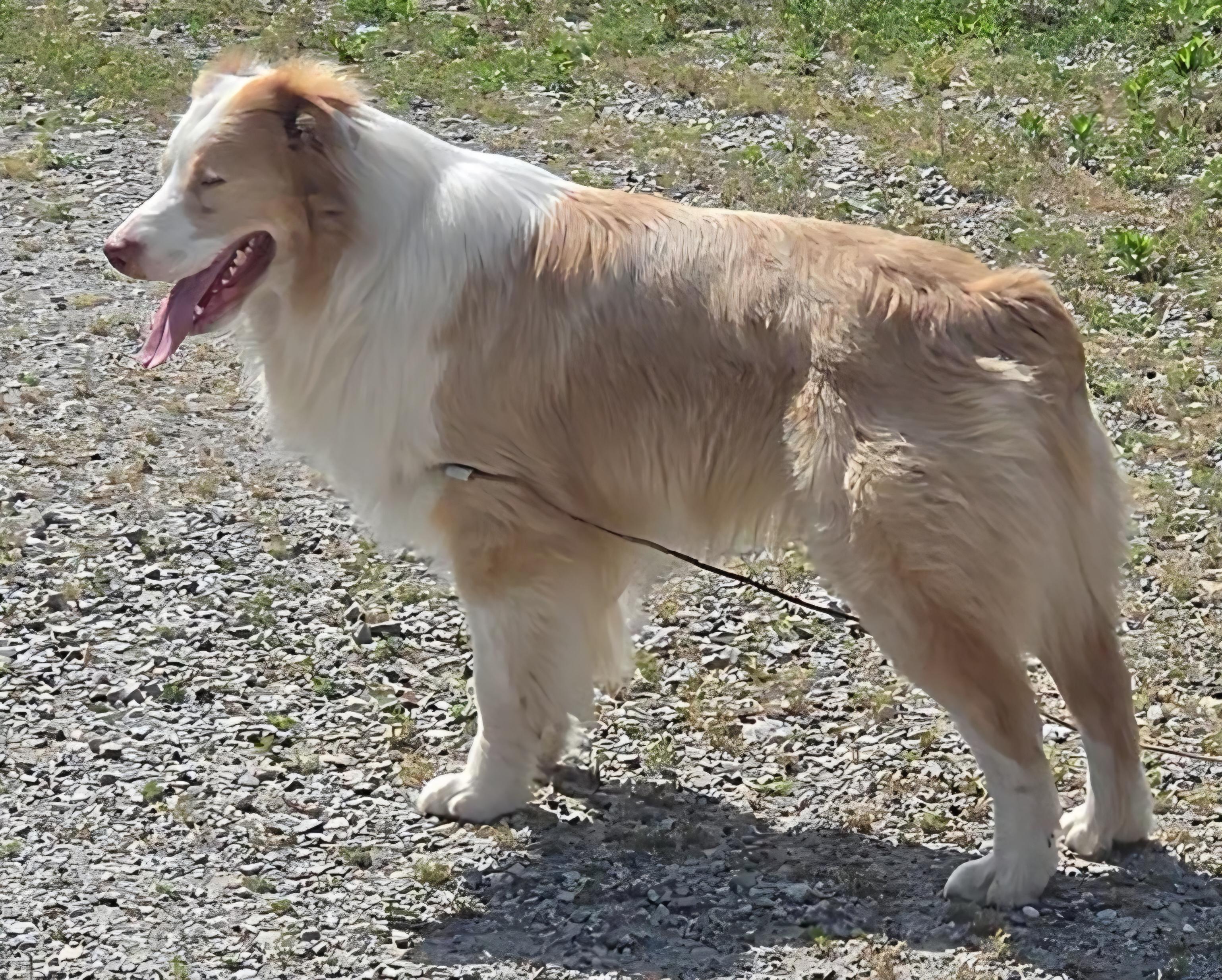 Enlarge Latte, an adopted Australian Shepherd in LaGrange, IN image 6/6