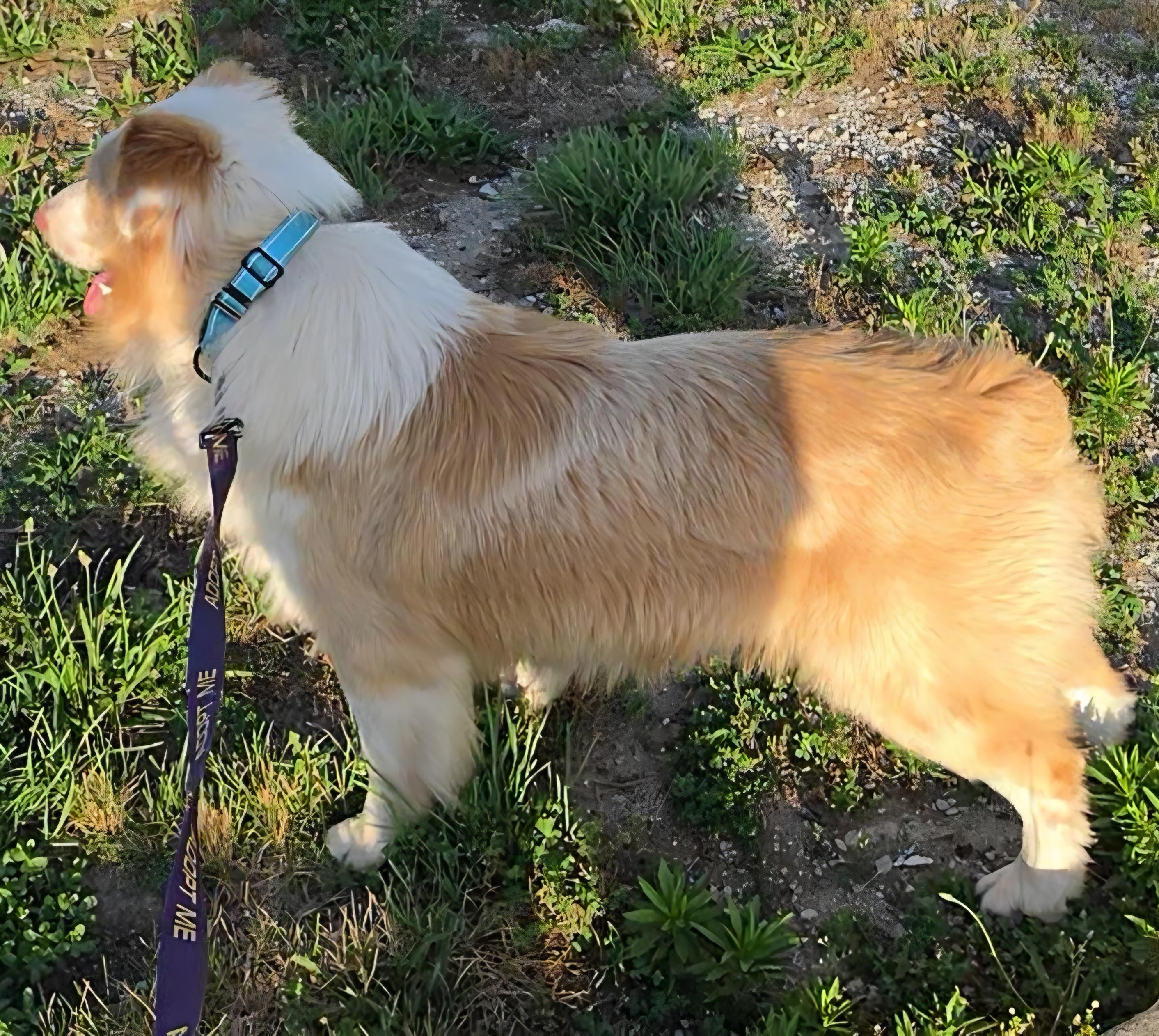 Enlarge Latte, an adopted Australian Shepherd in LaGrange, IN image 5/6