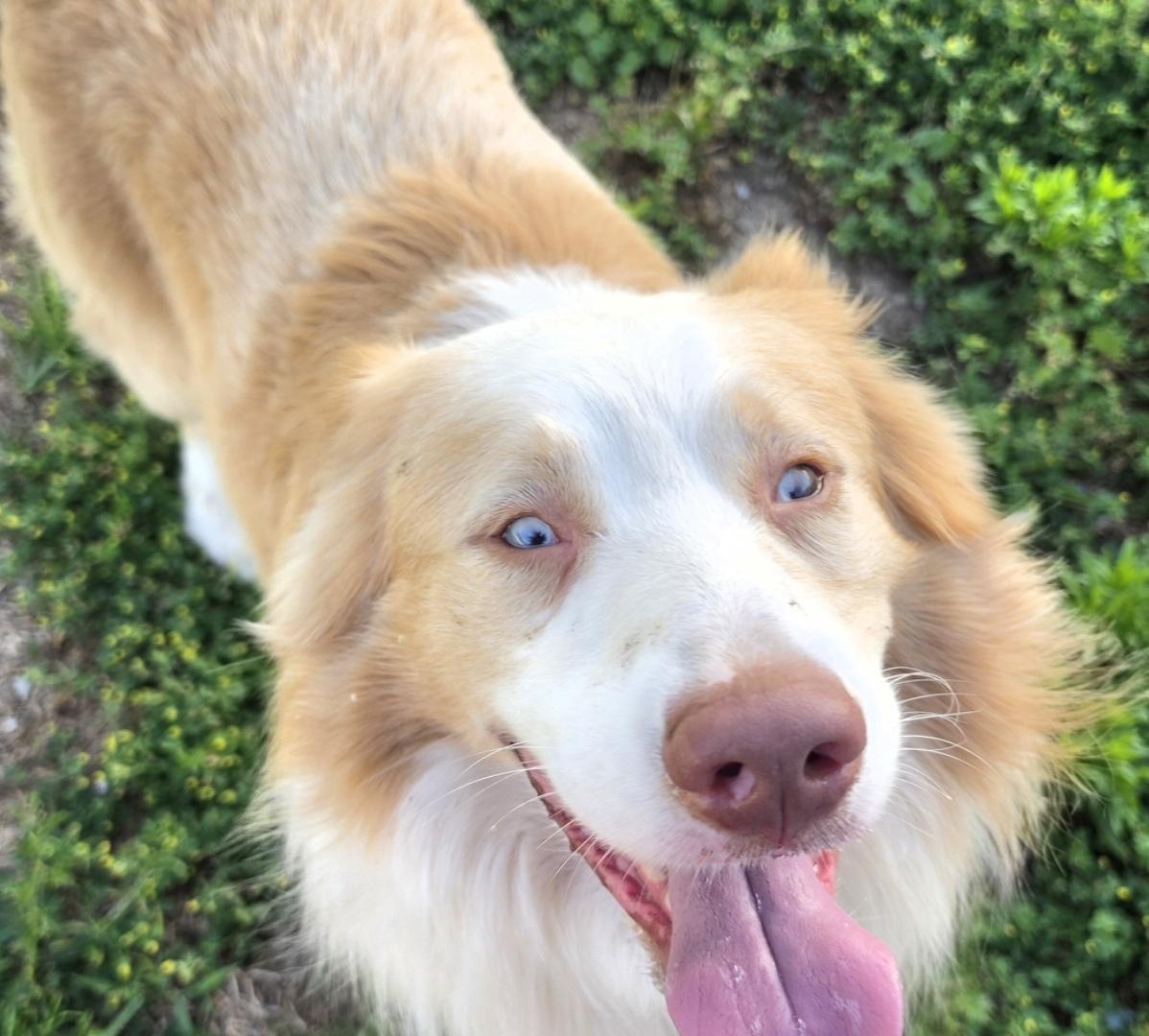 Latte, adopted, Young Male Australian Shepherd.
