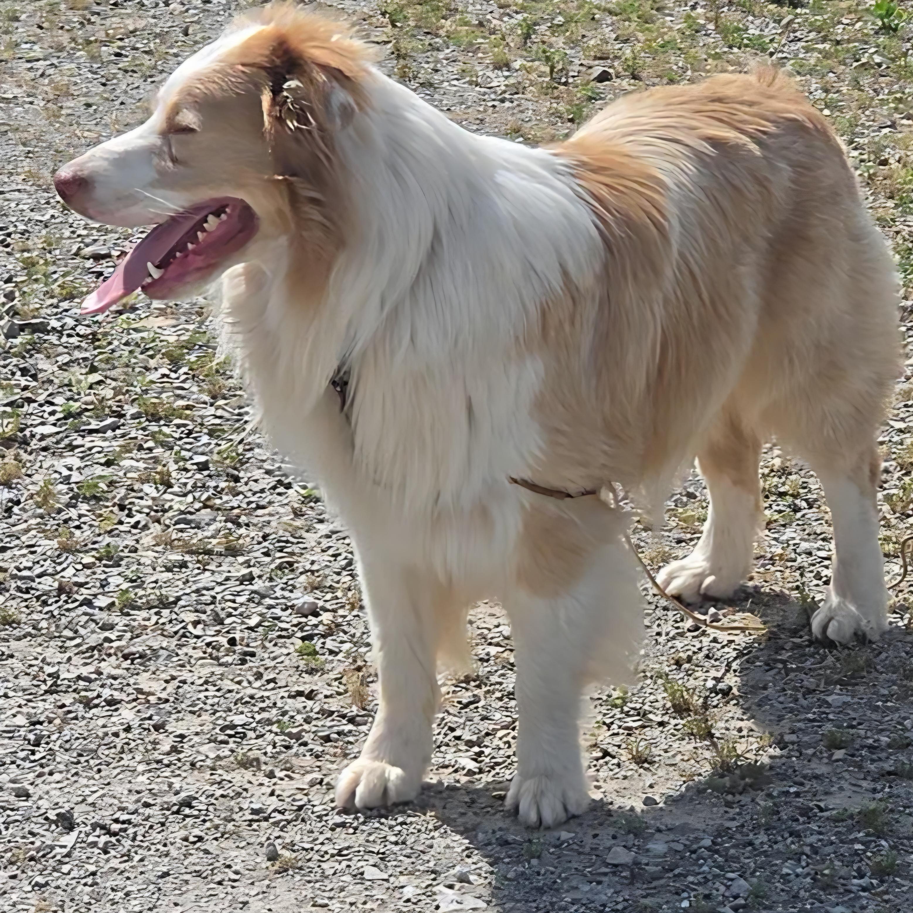 Enlarge Latte, an adopted Australian Shepherd in LaGrange, IN image 2/6