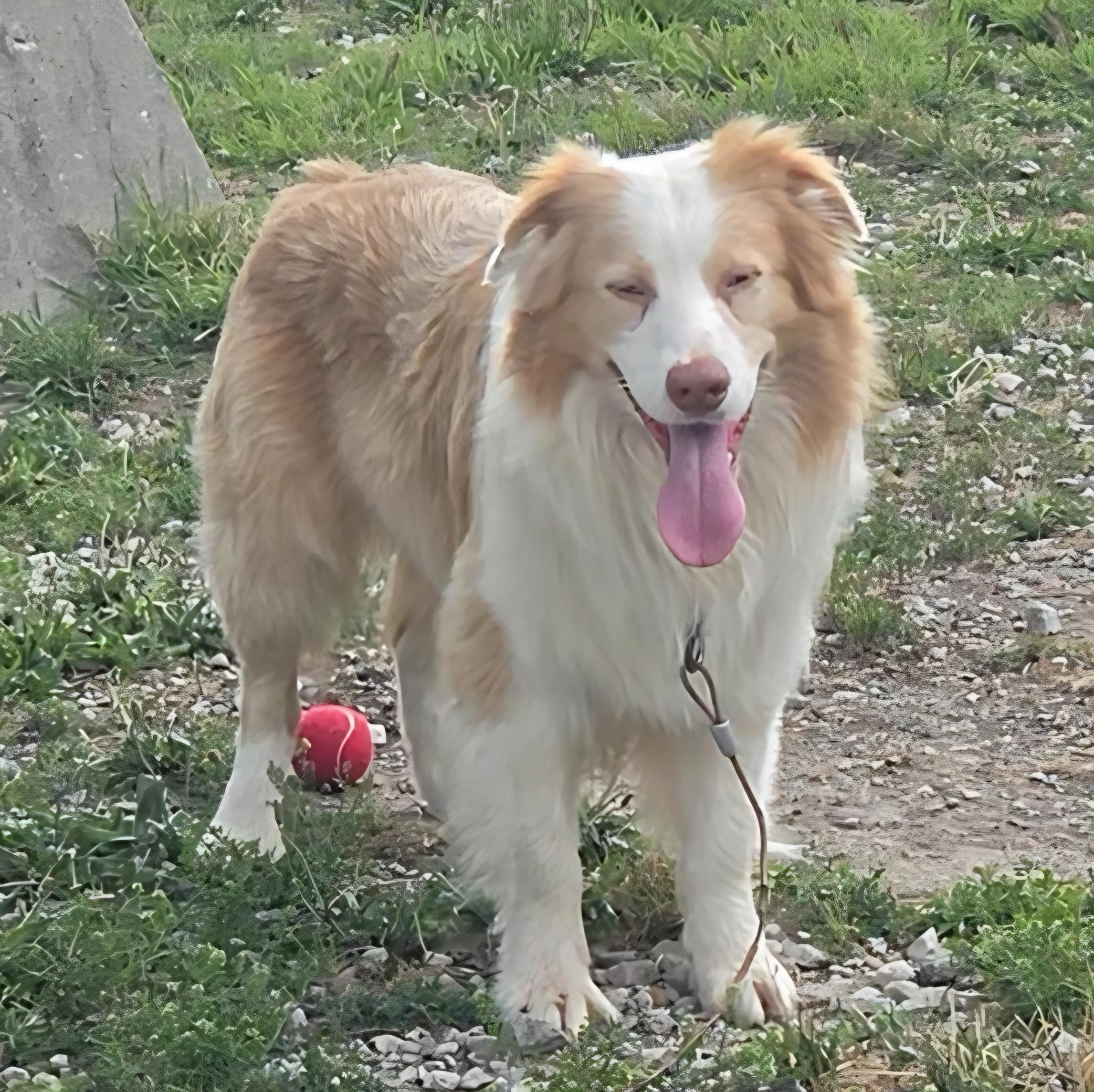 Enlarge Latte, an adopted Australian Shepherd in LaGrange, IN image 4/6