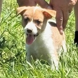 EMERALD, a ADOPTABLE mixed breed in Quitman, TX image 2/3