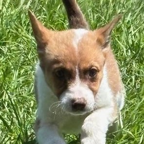 EMERALD, a ADOPTABLE mixed breed in Quitman, TX image 3/3
