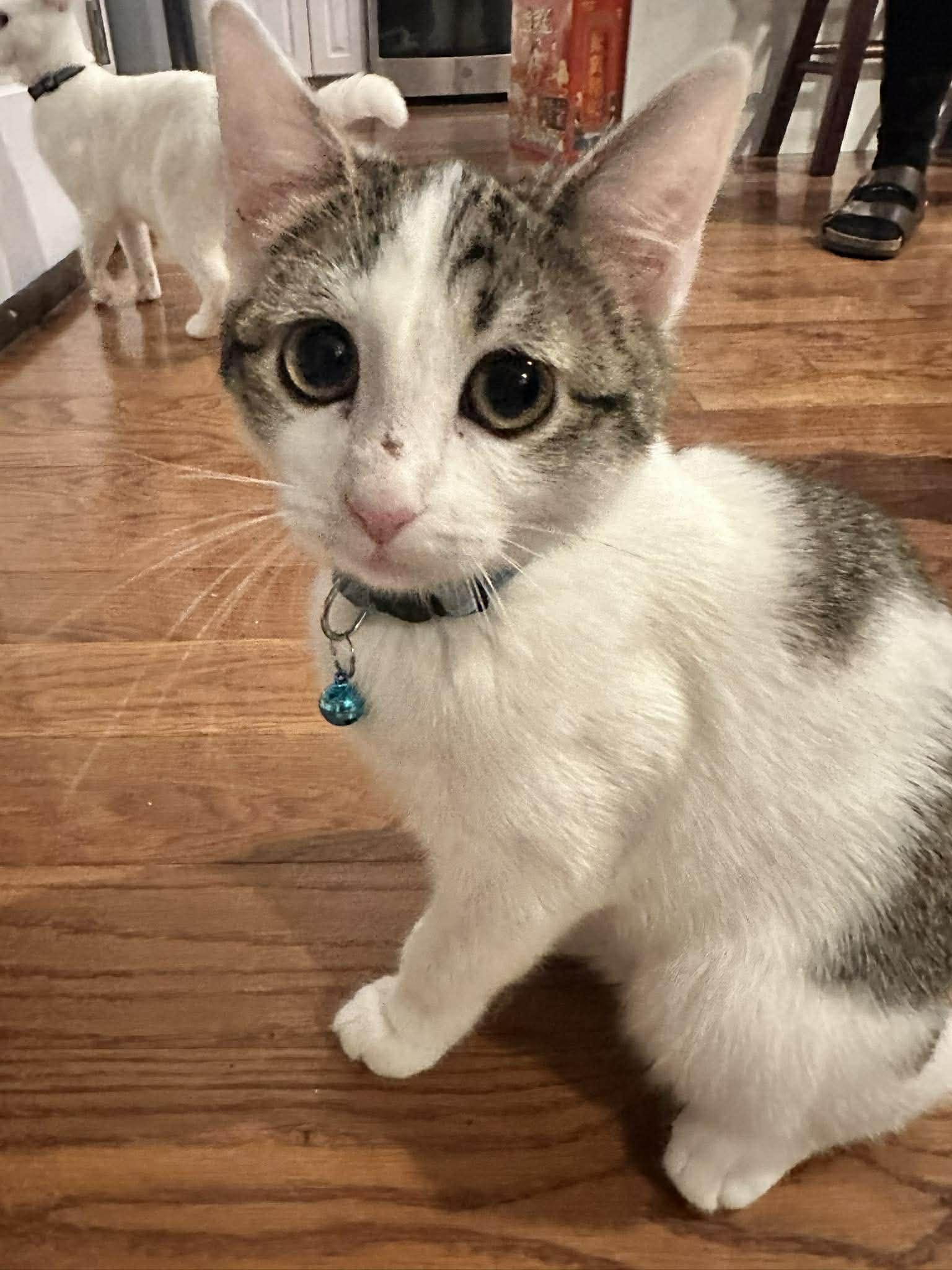 Enlarge Fleur, a ADOPTABLE Domestic Short Hair in Penfield, NY image 3/3