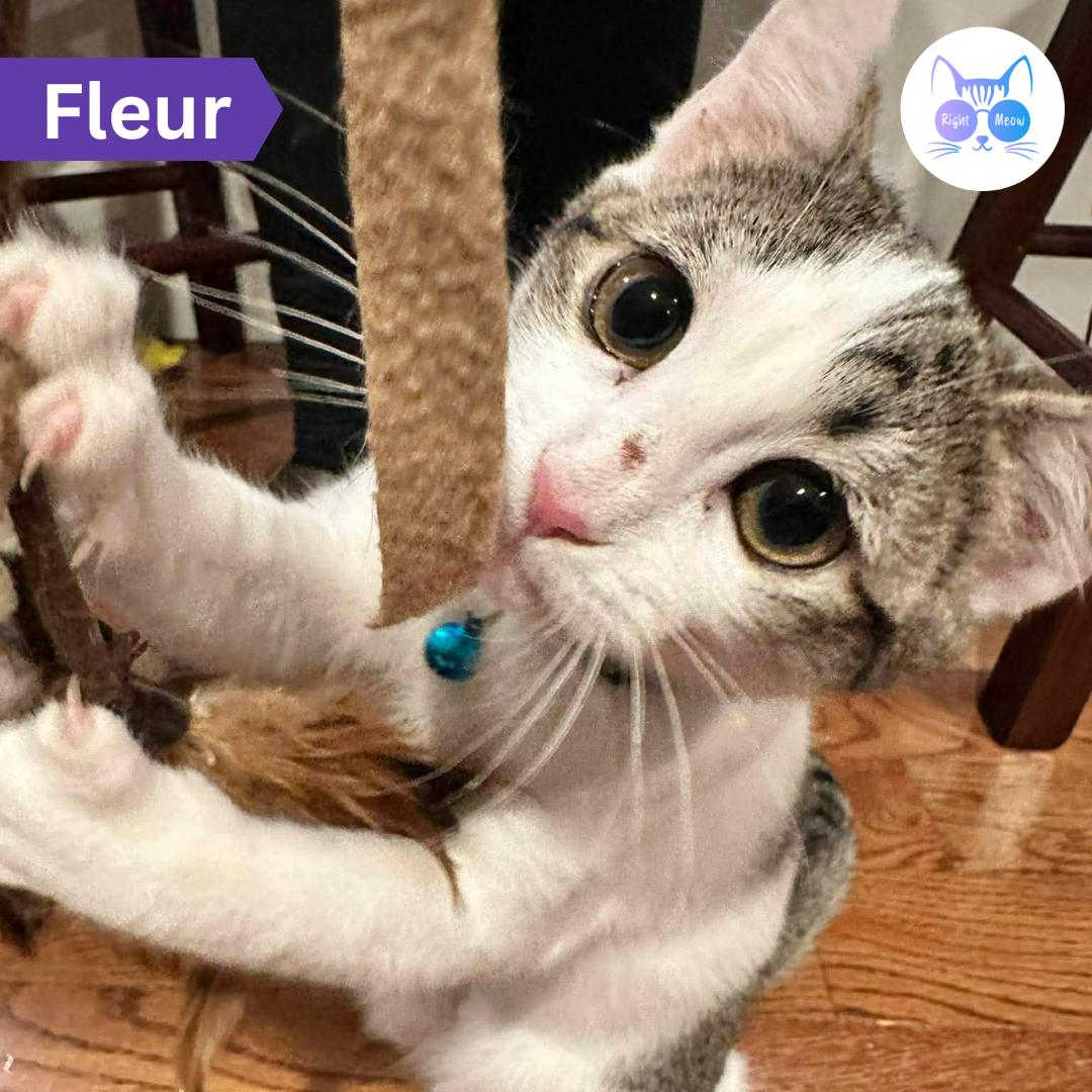 Enlarge Fleur, a ADOPTABLE Domestic Short Hair in Penfield, NY image 1/3