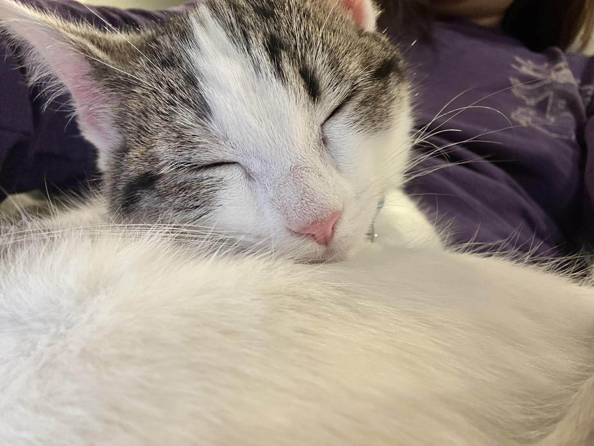 Enlarge Fleur, a ADOPTABLE Domestic Short Hair in Penfield, NY image 2/3