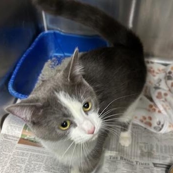 Enlarge Honey, a ADOPTABLE Domestic Short Hair in Bryan, OH image 2/2