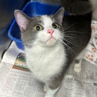 Enlarge Honey, a ADOPTABLE Domestic Short Hair in Bryan, OH image 1/2