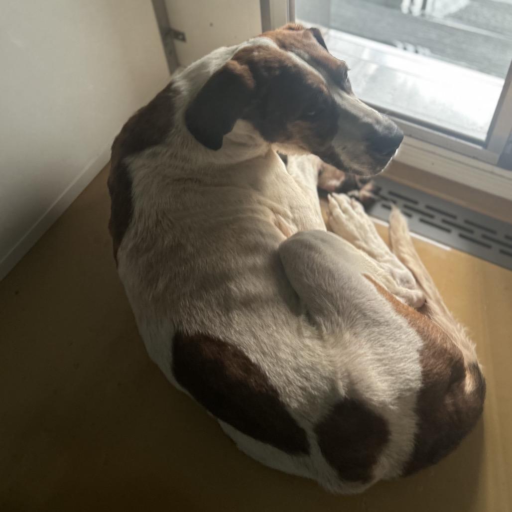 Roofus, Adoptable, Senior Male Mixed Breed.
