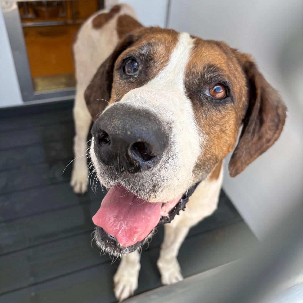 Roofus, a Adoptable Mixed Breed in Greenville, SC image 2/3