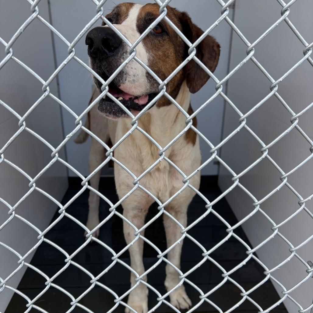 Roofus, a Adoptable Mixed Breed in Greenville, SC image 3/3