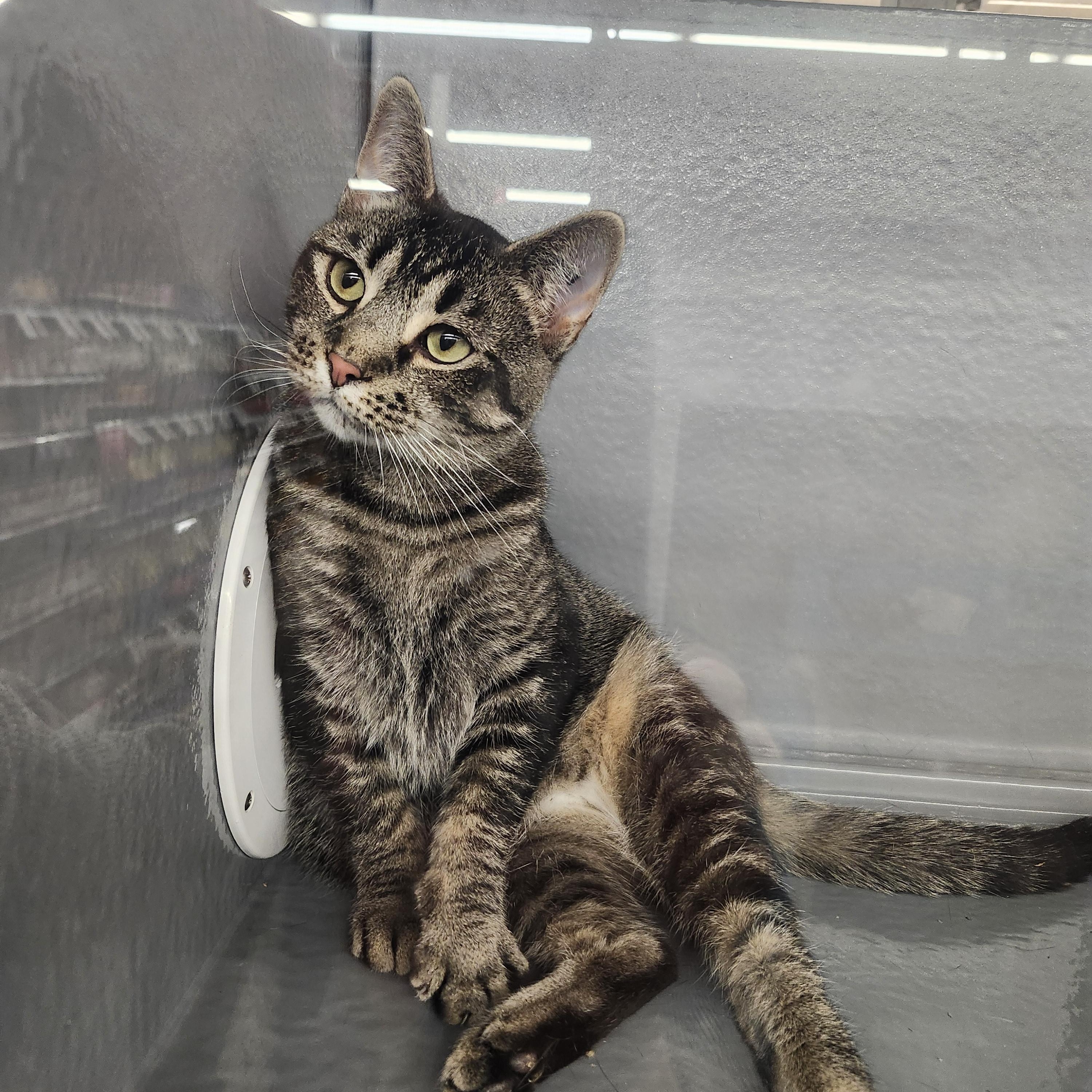 Enlarge 'EVIE' (aka Ruth), a ADOPTABLE mixed breed in North East, MD image 5/5