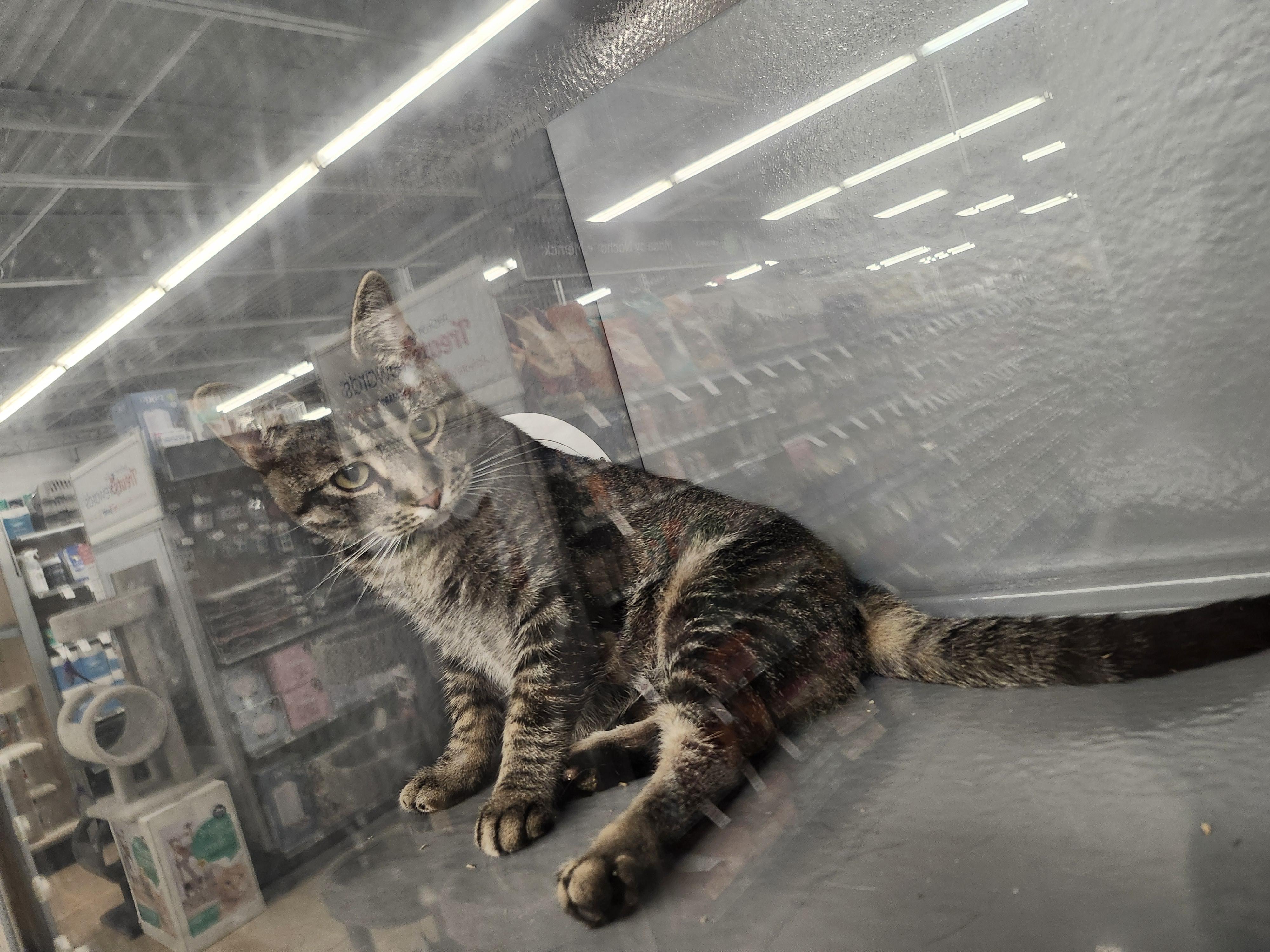 Enlarge 'EVIE' (aka Ruth), a ADOPTABLE mixed breed in North East, MD image 4/5