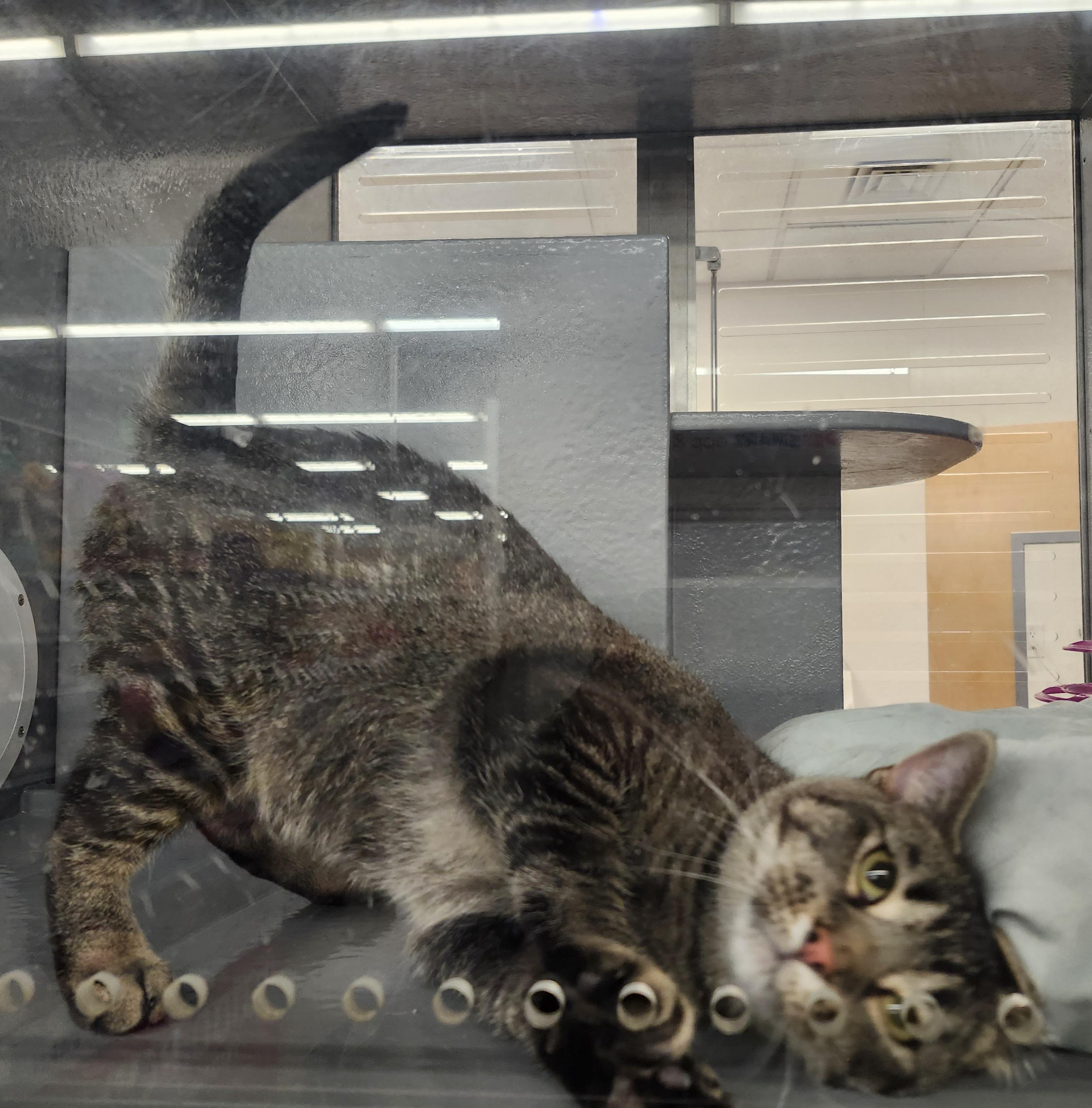 'EVIE' (aka Ruth), ADOPTABLE, Adult Female Abyssinian & Tabby.