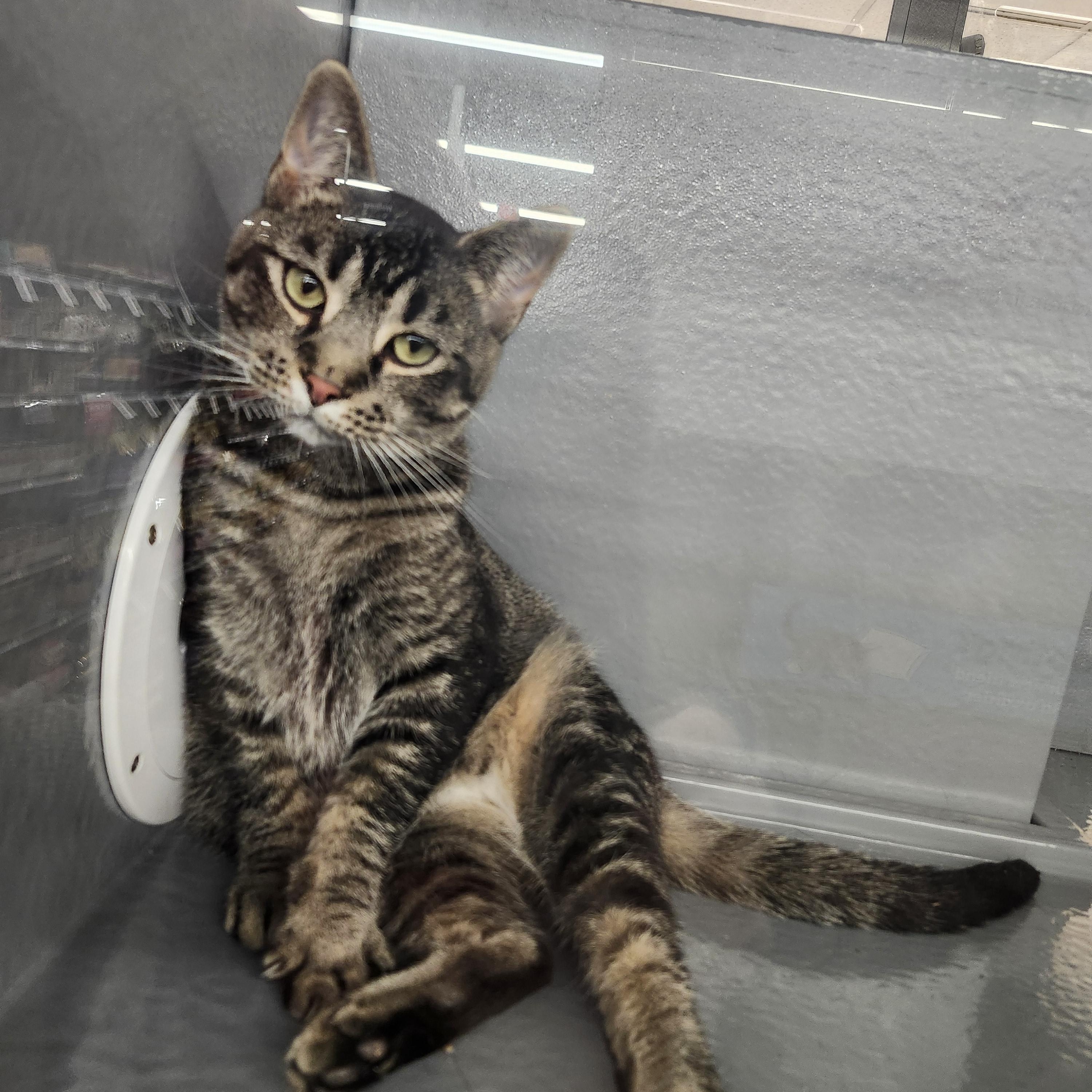 Enlarge 'EVIE' (aka Ruth), a ADOPTABLE mixed breed in North East, MD image 2/5