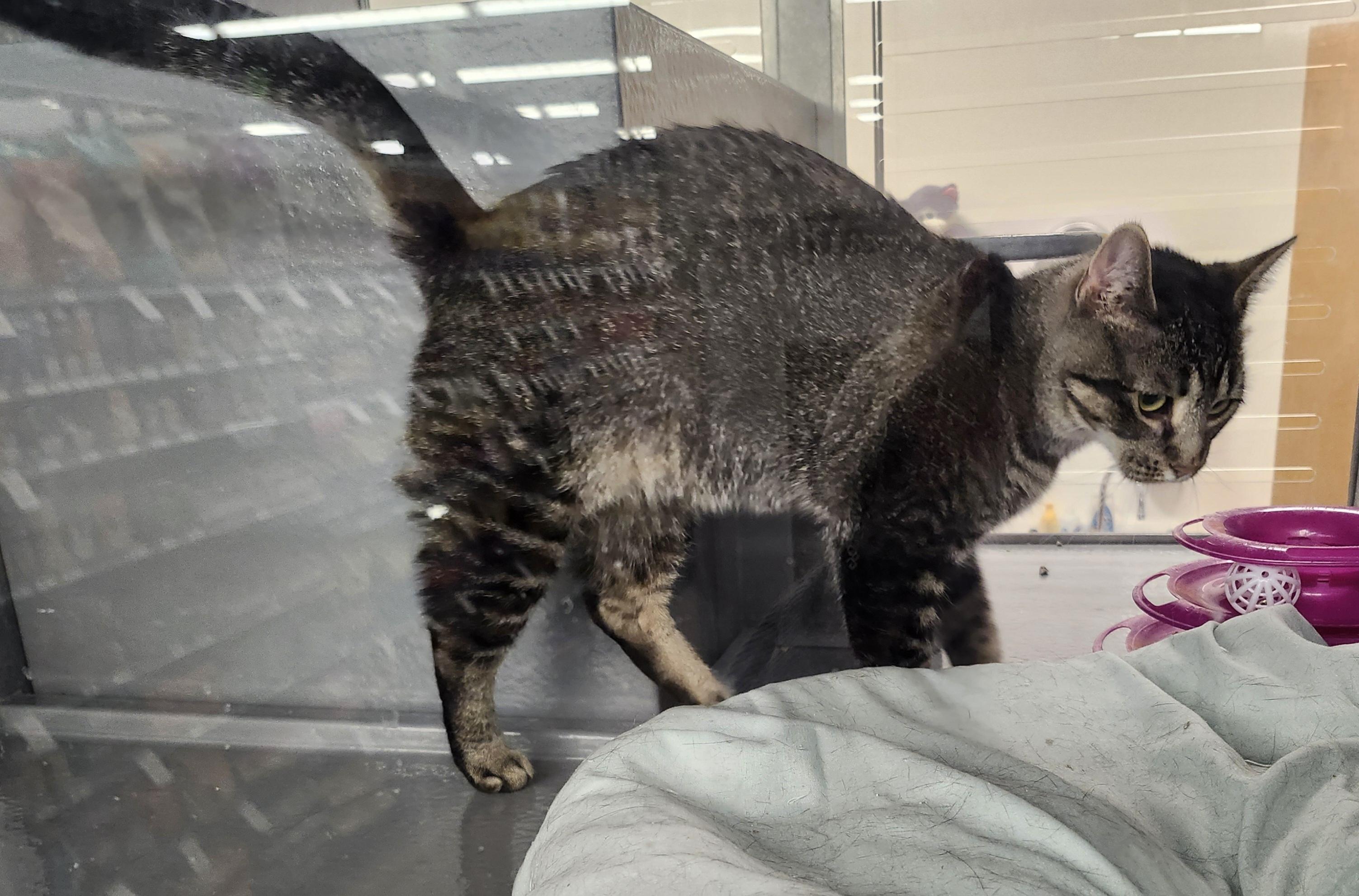 Enlarge 'EVIE' (aka Ruth), a ADOPTABLE mixed breed in North East, MD image 3/5