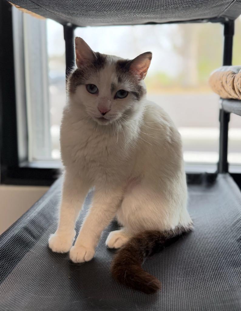 Enlarge Sweet Pea, a ADOPTABLE Domestic Short Hair in Cortland, OH image 1/2