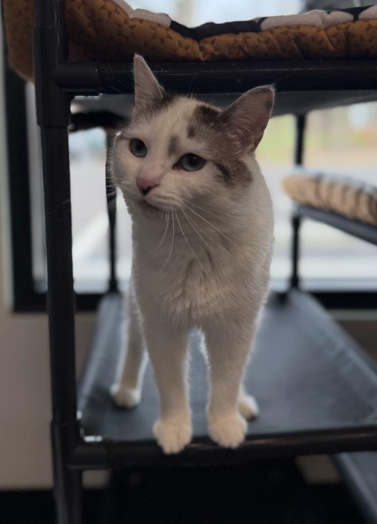 Enlarge Sweet Pea, a ADOPTABLE Domestic Short Hair in Cortland, OH image 2/2