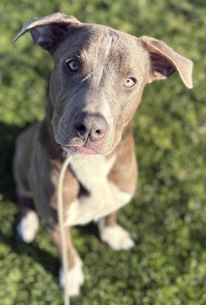 Elwood Winterville, Adoptable, Adult Male Pit Bull Terrier & Mixed Breed.