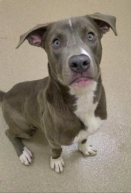 Enlarge Elwood Winterville, a Adoptable mixed breed in Phoenix, AZ image 2/3