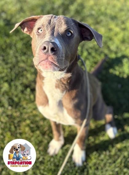 Enlarge Elwood Winterville, a Adoptable mixed breed in Phoenix, AZ image 3/3