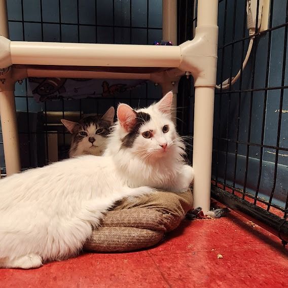 Cat for adoption Cypress, a Domestic Long Hair in Hoopeston, IL