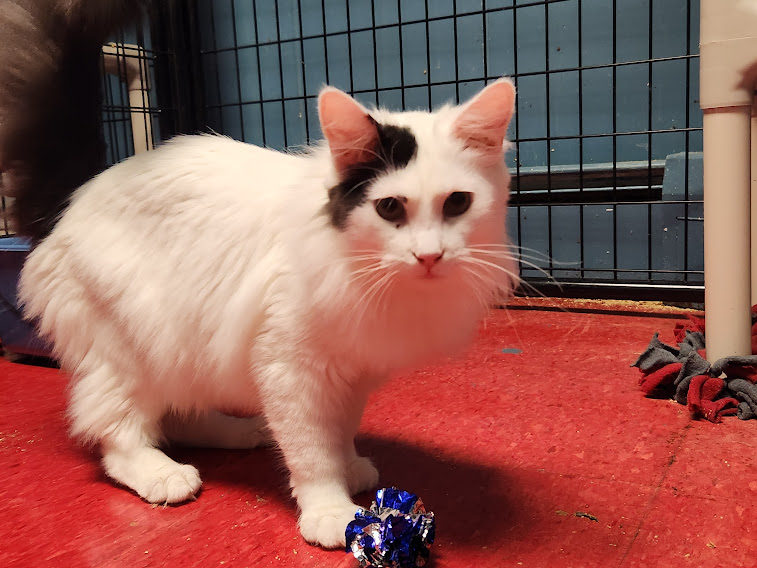 Cat for adoption Cypress, a Domestic Long Hair in Hoopeston, IL