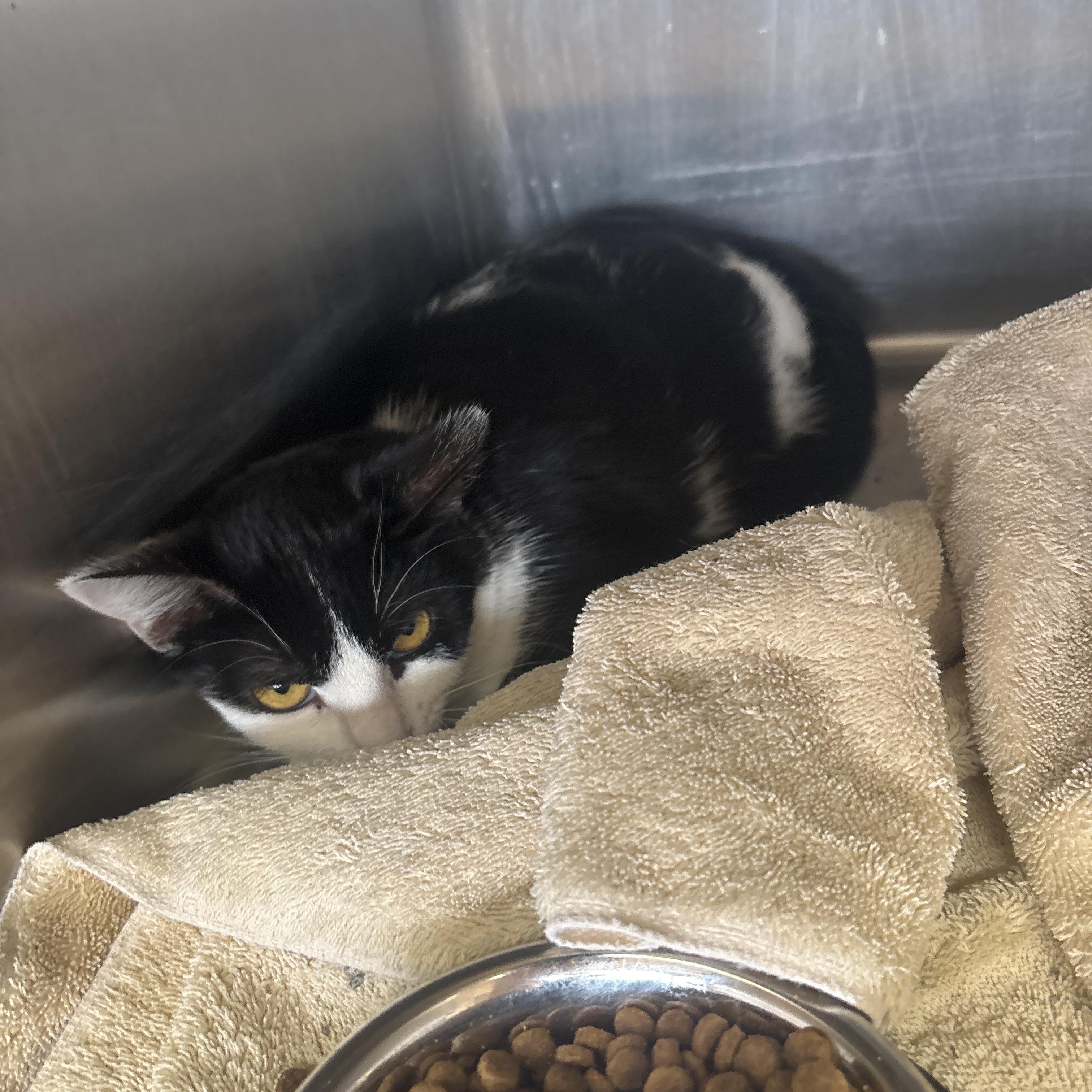 Batman, Adoptable, Young Female Domestic Short Hair.