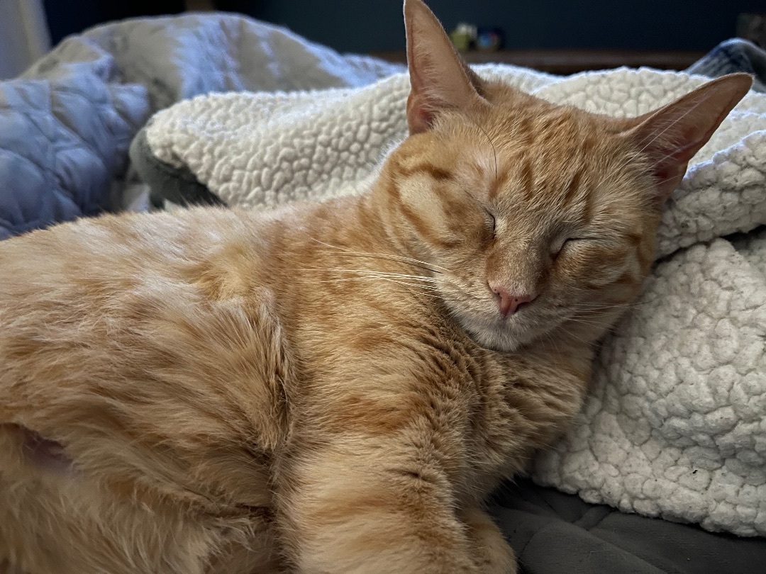 Fiona, Adoptable, Young Female Tabby & Domestic Short Hair.