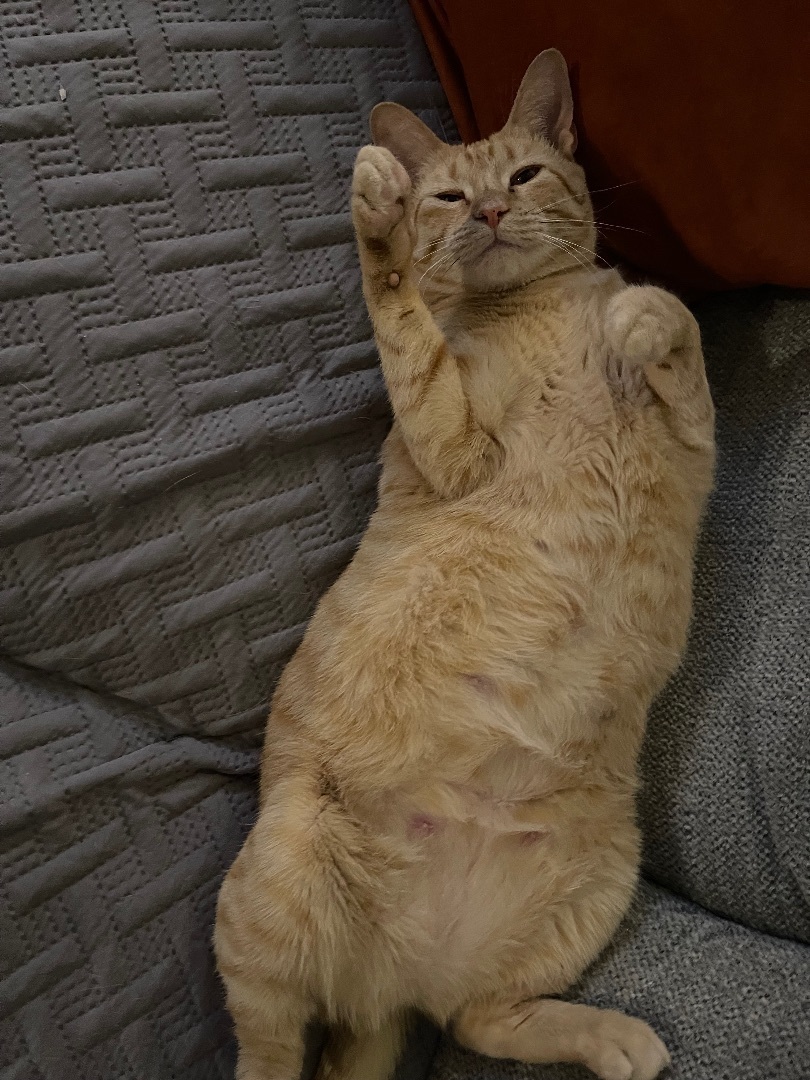 Fiona, a Adoptable mixed breed in Parker, TX image 2/11