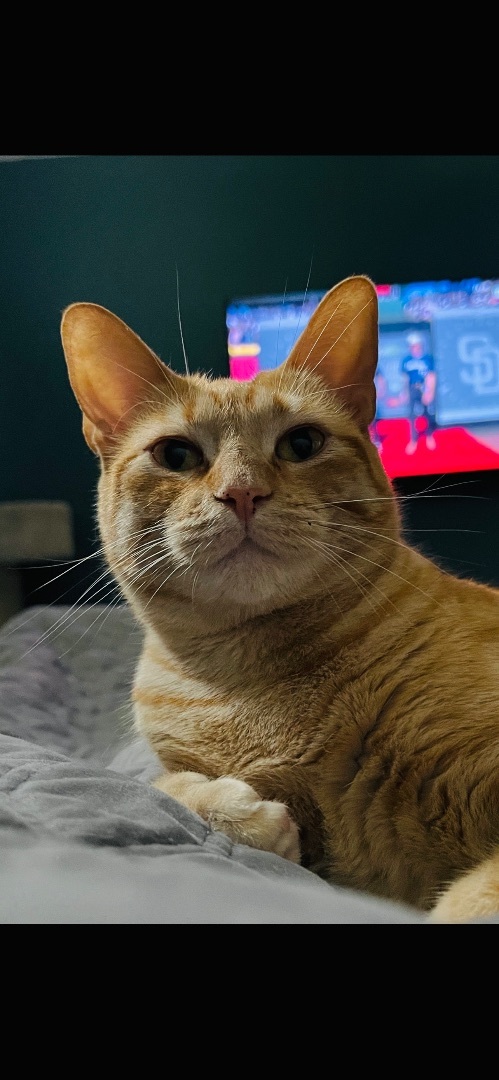 Fiona, a Adoptable mixed breed in Parker, TX image 3/11