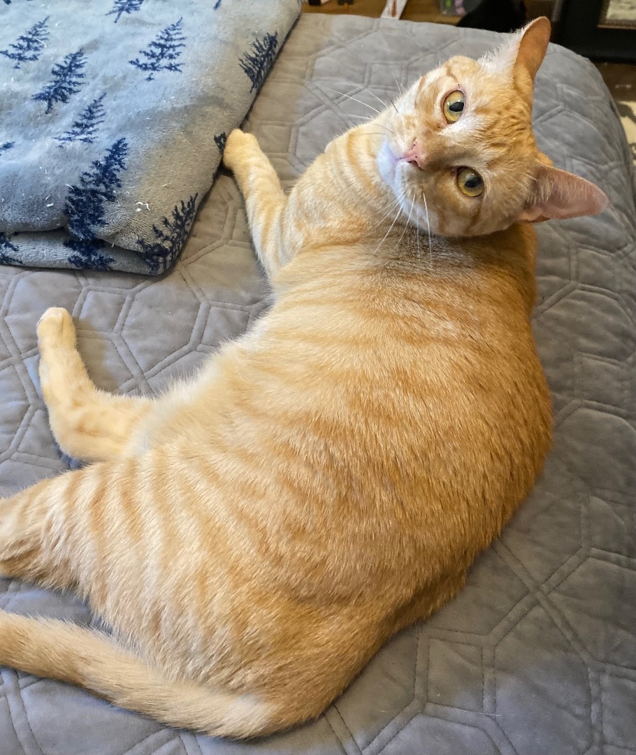 Fiona, a Adoptable mixed breed in Parker, TX image 4/11