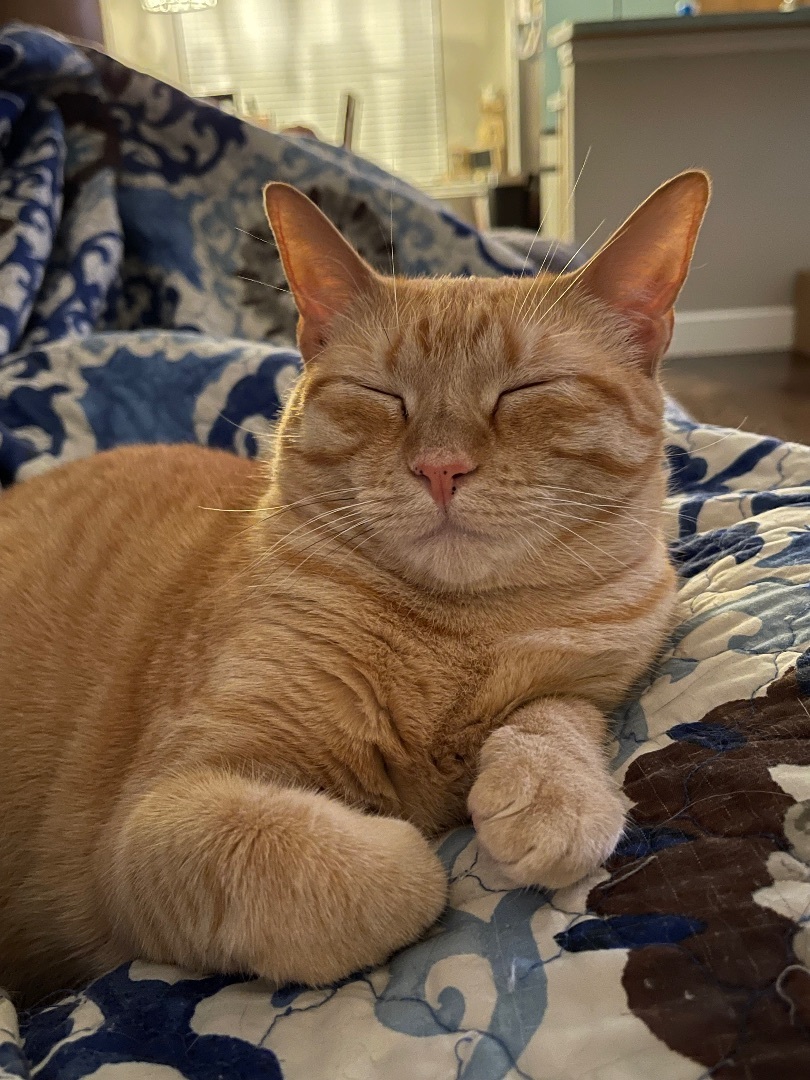 Fiona, a Adoptable mixed breed in Parker, TX image 5/11