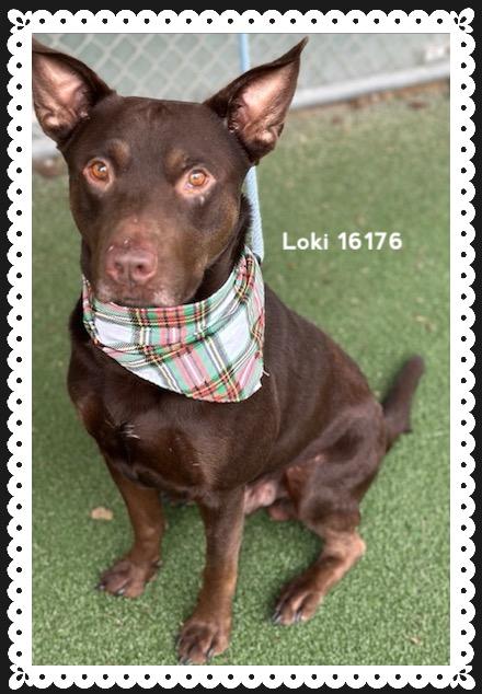 LOKI, a ADOPTABLE Shepherd in Marietta, GA image 5/5