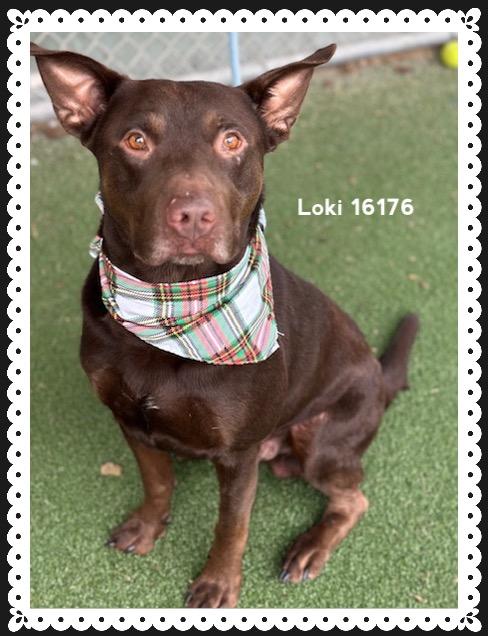 LOKI, a ADOPTABLE Shepherd in Marietta, GA image 4/5