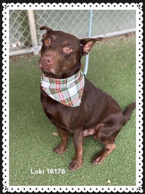 LOKI, a ADOPTABLE Shepherd in Marietta, GA image 2/5