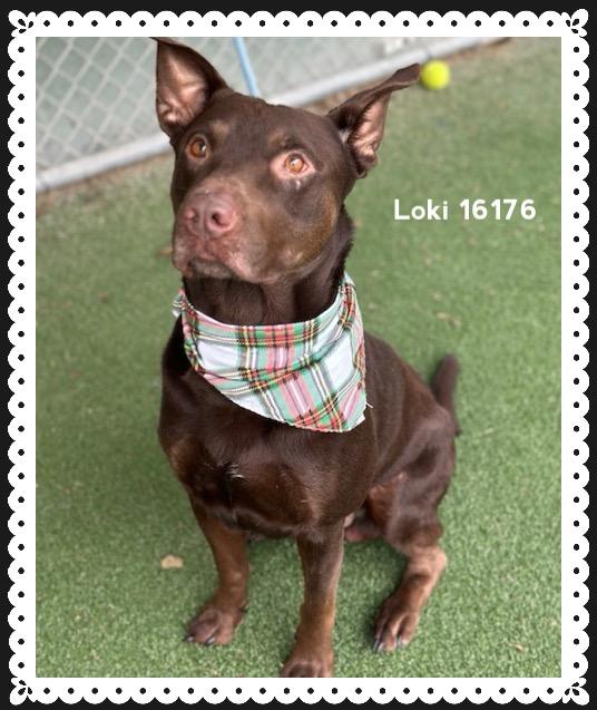 LOKI, a ADOPTABLE Shepherd in Marietta, GA image 3/5