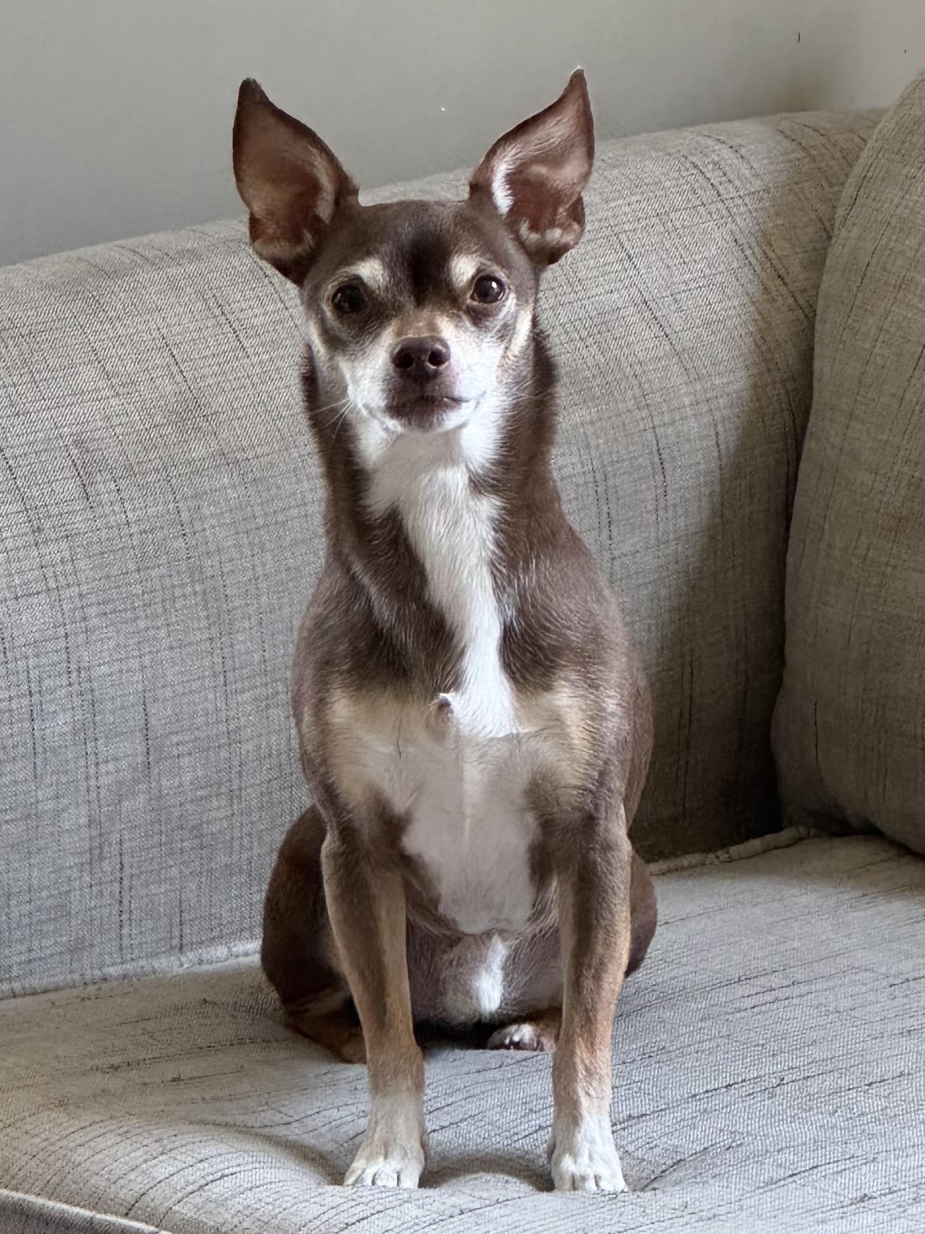 Tucker, an adopted mixed breed in Sutton, MA image 3/4