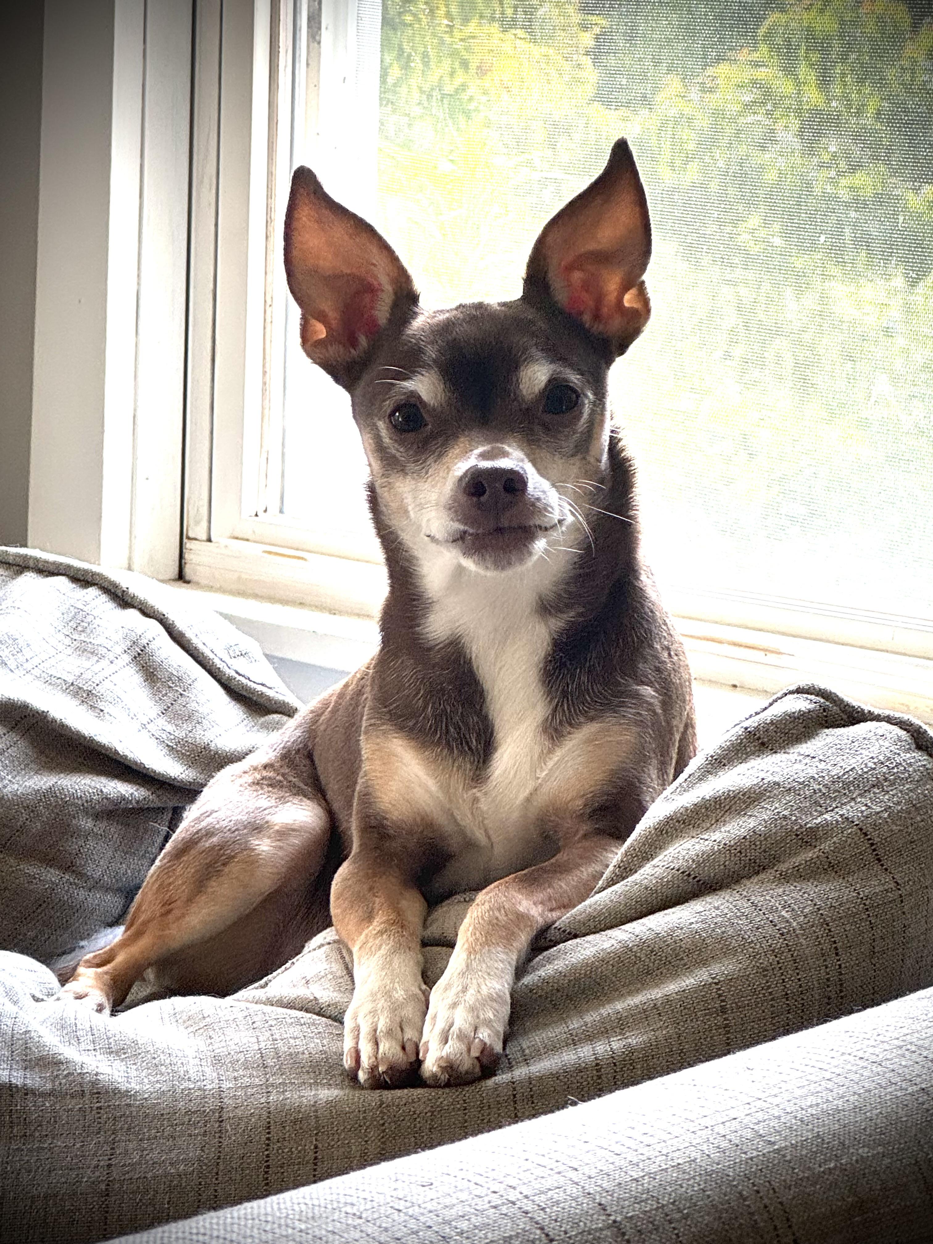 Tucker, adopted, Senior Male Chihuahua.