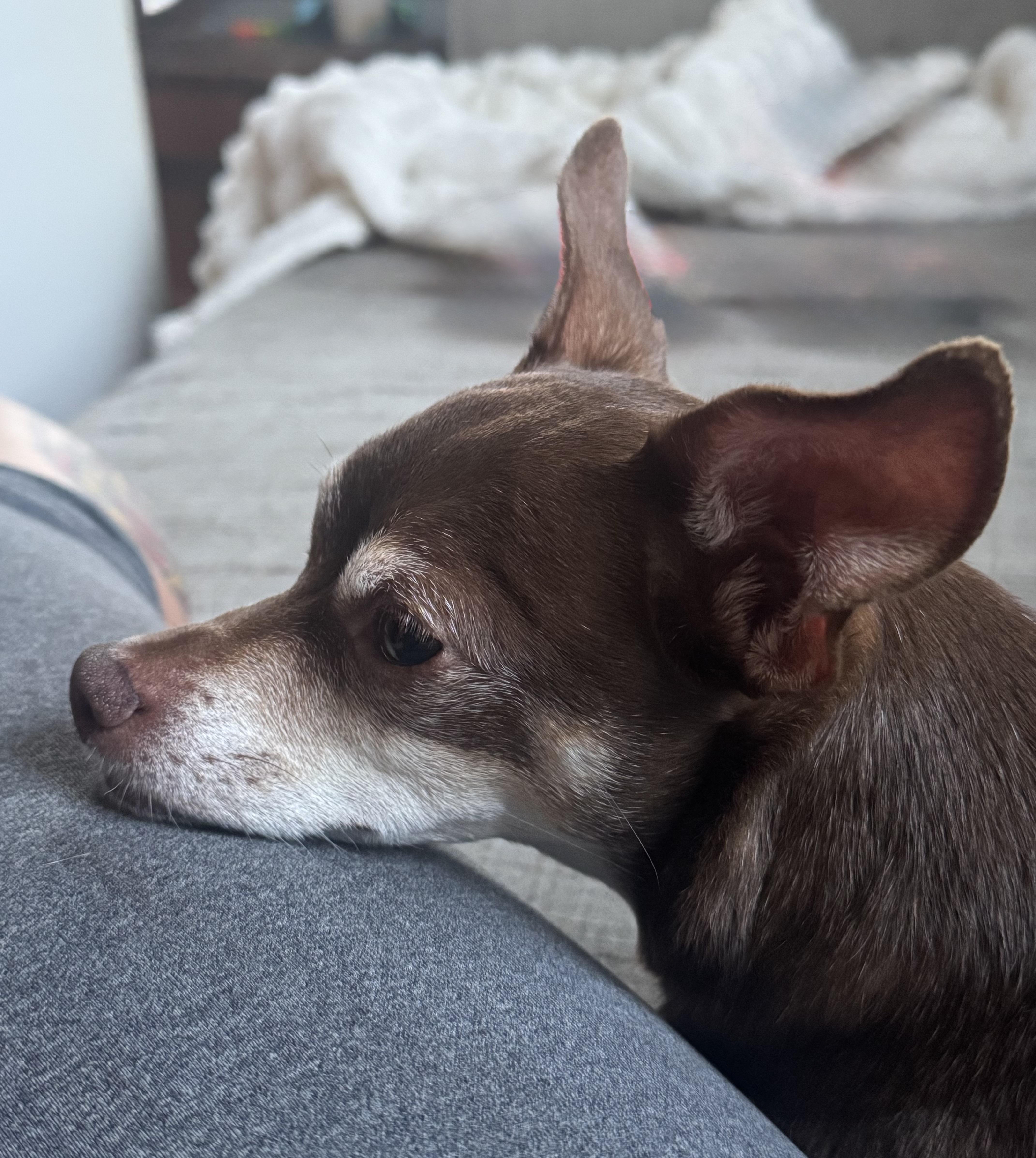 Tucker, an adopted mixed breed in Sutton, MA image 2/4