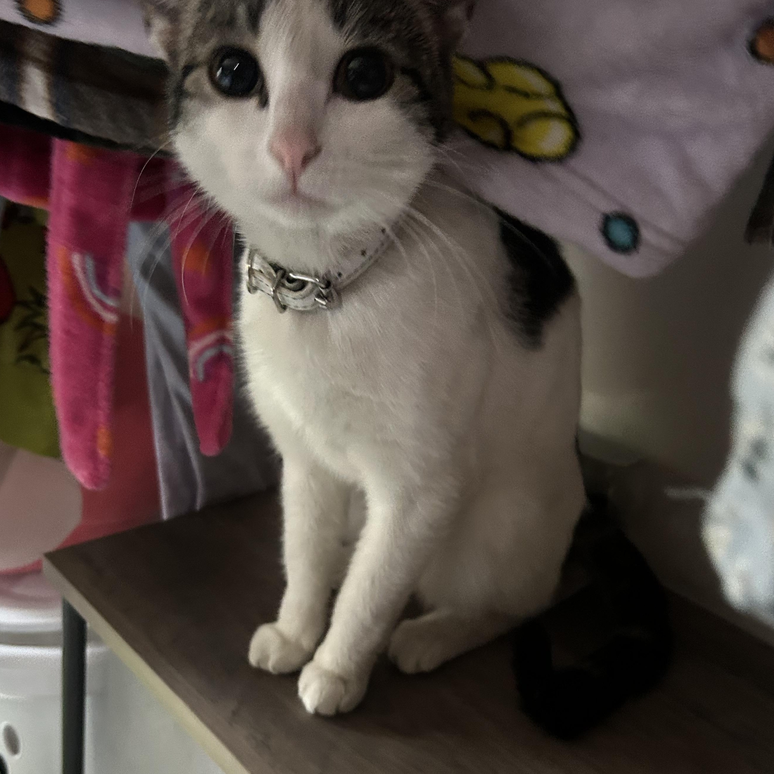 Leia, an adoptable Domestic Short Hair in Edmonton, AB, T5Y 3N6 | Photo Image 2