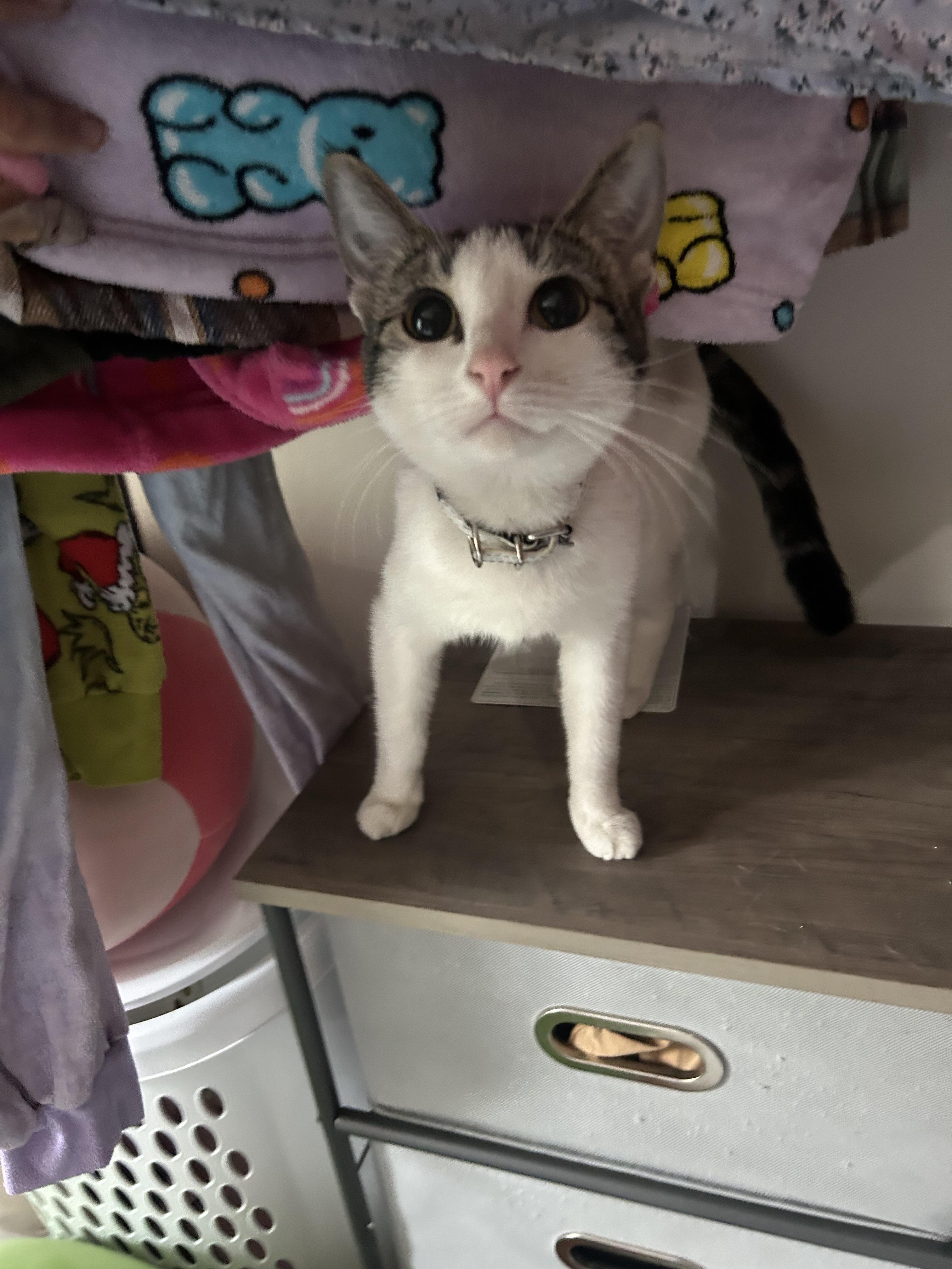 Leia, an adoptable Domestic Short Hair in Edmonton, AB, T5Y 3N6 | Photo Image 3