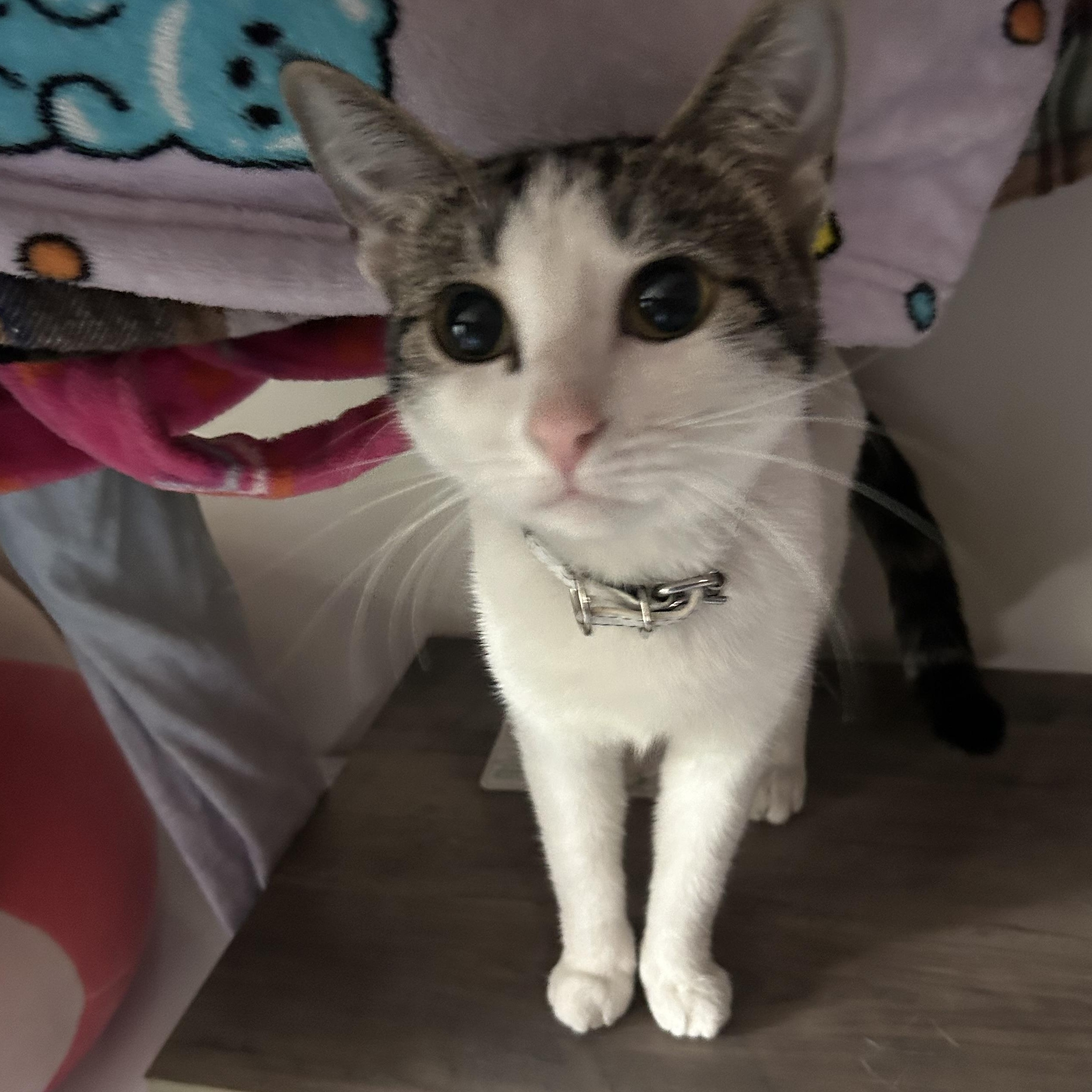 Leia, an adoptable Domestic Short Hair in Edmonton, AB, T5Y 3N6 | Photo Image 1