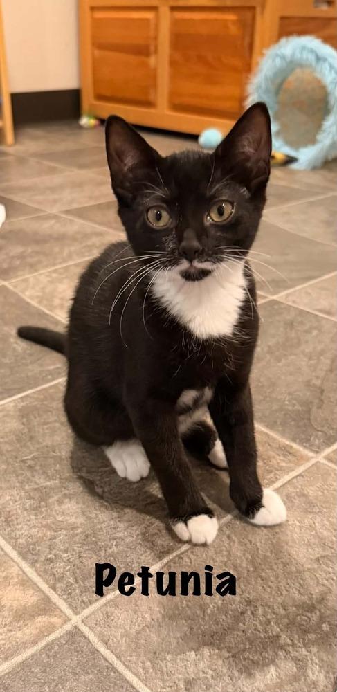 PETUNIA, Adoptable, Kitten Female Domestic Short Hair.