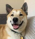 Romeo D4462 (now Koji), Adoptable, Adult Male Husky & Australian Cattle Dog / Blue Heeler.