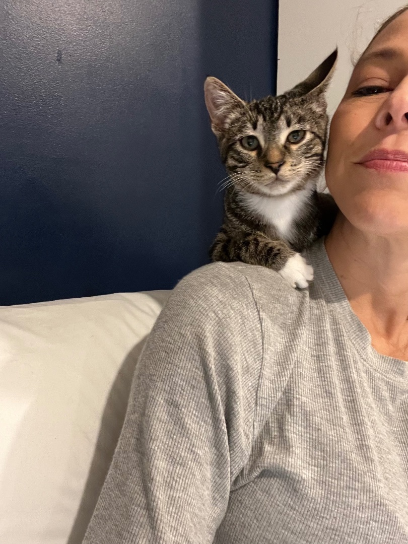 Rio , a Adopted Domestic Short Hair in Malibu, CA image 1/6