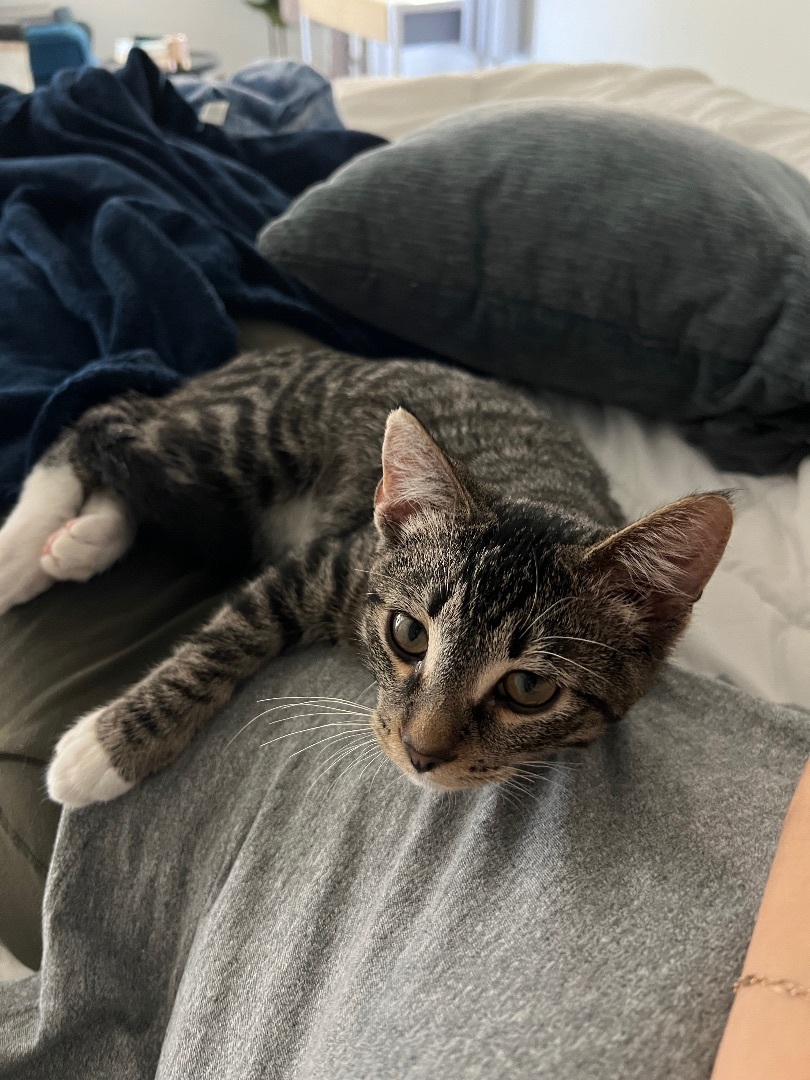 Rio , a Adopted Domestic Short Hair in Malibu, CA image 2/6