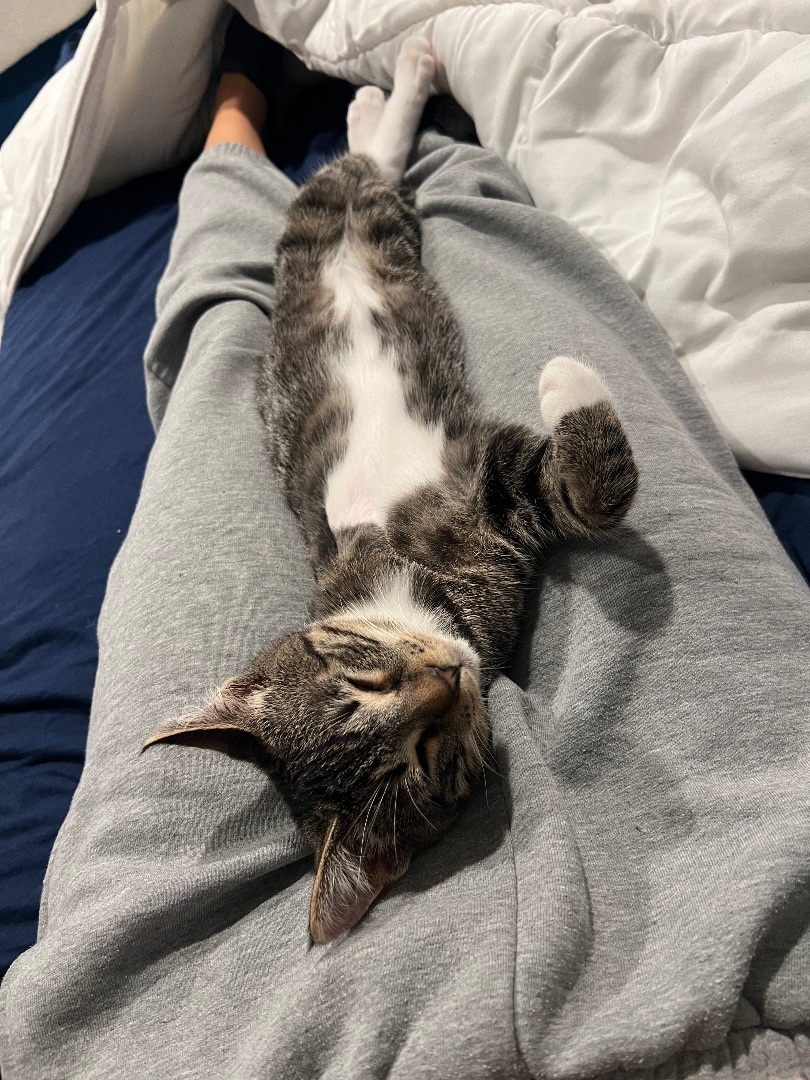 Rio , a Adopted Domestic Short Hair in Malibu, CA image 3/6