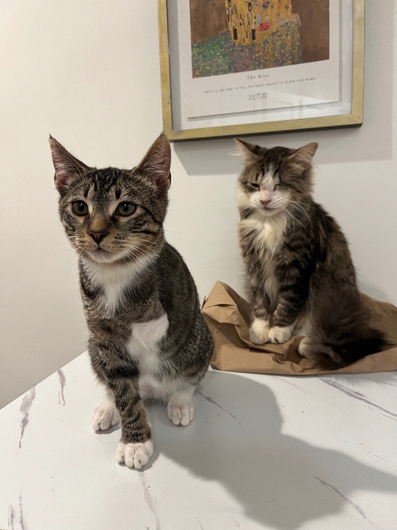 Rio , a Adopted Domestic Short Hair in Malibu, CA image 4/6