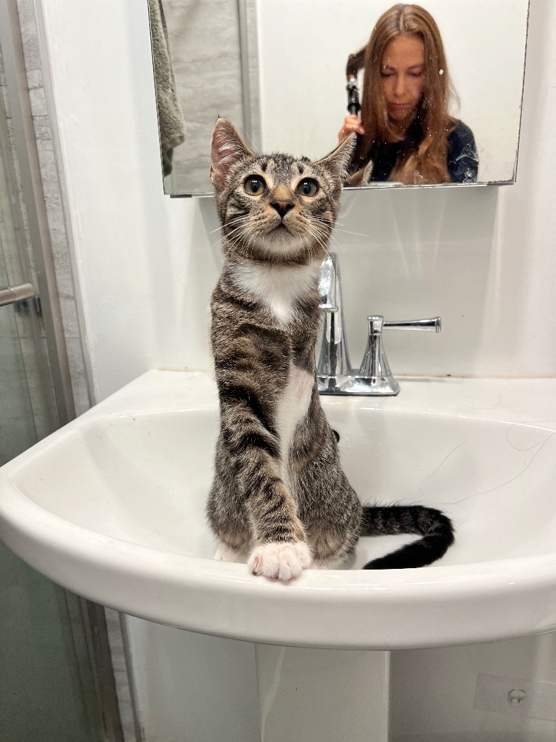 Rio , a Adopted Domestic Short Hair in Malibu, CA image 5/6